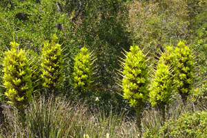 Plantes chilienne acclimatées en Provence